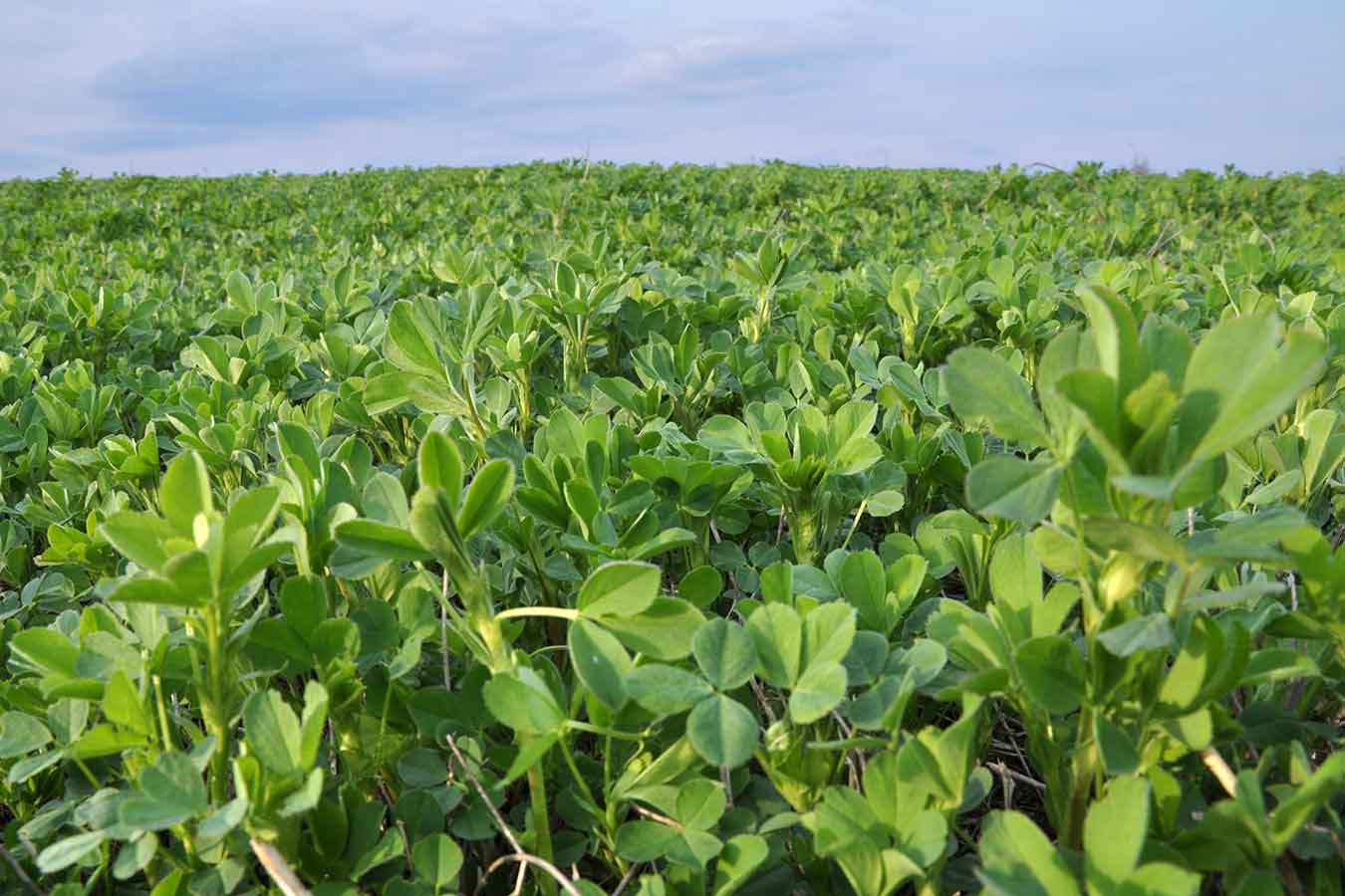 alfalfa field